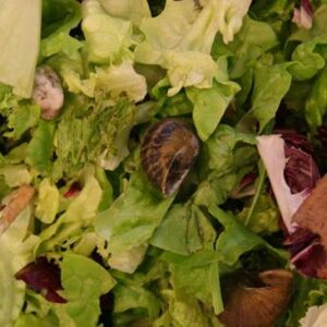 混合沙拉菜分选