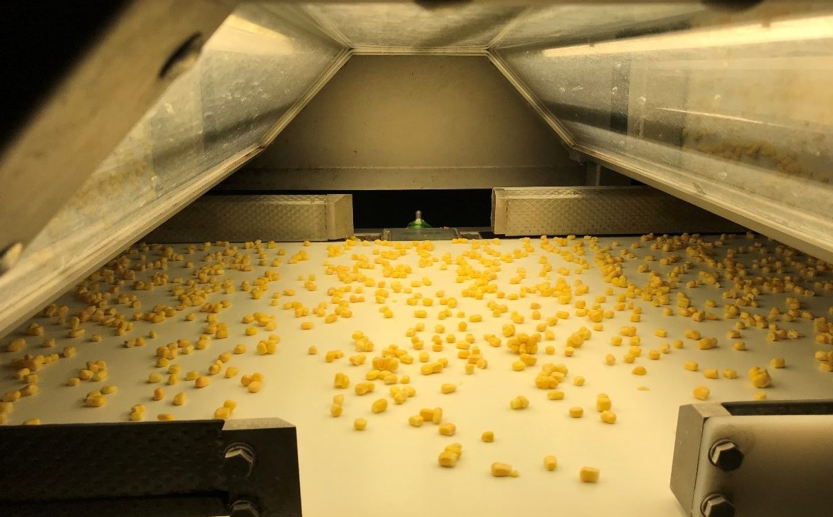 Genius分选设备速冻玉米粒检测分选