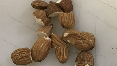 杏仁分选条件或标准：裂半杏仁