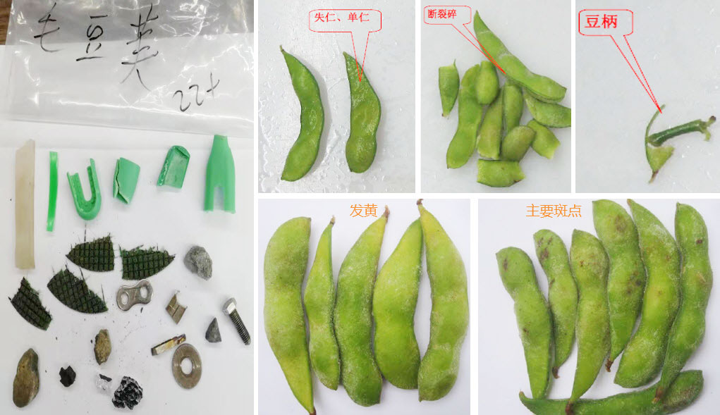 毛豆分选 - 图片 3