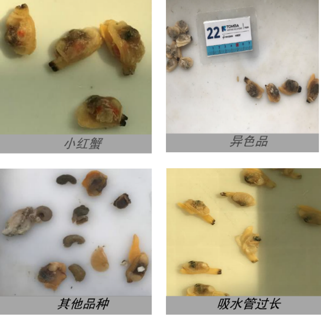蛤分选 - 图片 7