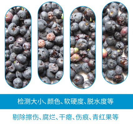 KATO260分选机对蓝莓的大小、颜色、软硬度、脱水度快速检测,准确地将擦伤、腐烂、干瘪、表皮伤痕及青红果等瑕疵品和其他异物剔除