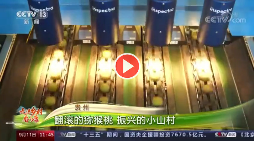 凉都“弥你红”猕猴桃再次登上央视,成为《走进乡村看小康》节目的主角