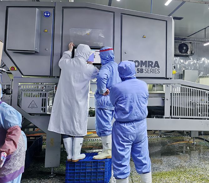 陶朗为斗元定制的TOMRA 5B,配置了组合激光技术,色选,透射,形状分选等技术。