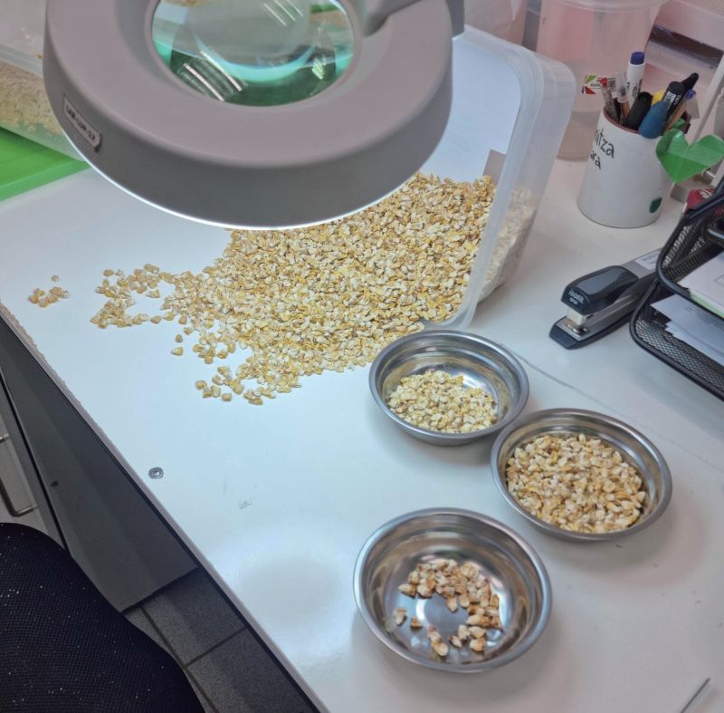 玉米种子分选新标杆：陶朗BSI技术攻克马齿玉米与镰刀菌剔除难题