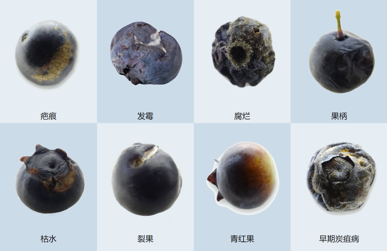 KATO分选机和LUCAi™人工智能引擎能精准辨别蓝莓的疤痕、发霉、腐烂、枯水、裂果、青红果等各类瑕疵。