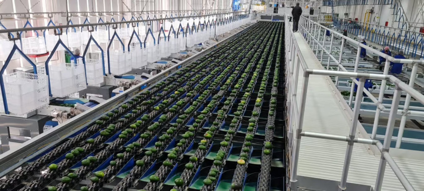陶朗牛油果分选解决方案